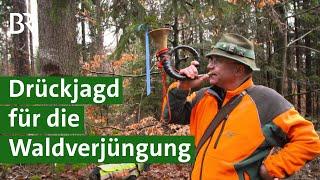 Für nachhaltige Waldverjüngung: Mit Drückjagd gegen zu viel Rehwild | Jagd Doku | Unser Land | BR