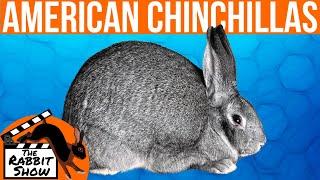 American Chinchilla by Dr. Stephan Roush