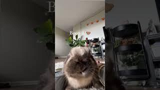 Boop it or your ugly #bunny #cutepets #hollandlop