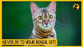 10 Things You Must Never Do to Your Bengal Cat