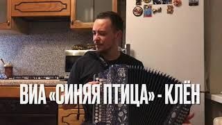 ВИА «Синяя Птица» - Клён  (кавер на гармони)