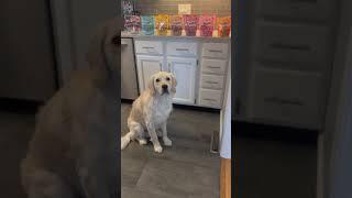 Treats On Treats On Treats