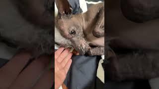 Моя бусинка страдает  Как ночь так у нас приключения то лапу наколол, то опух не понятно на что