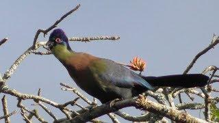 Purple-crested Turaco (Tauraco porphyreolophus, Glanzhaubenturako)