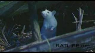 Ratlife 04 - from ratlife.org