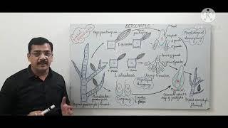 Ectocarpus-3 - Sexual Reproduction