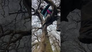 Big money dancing on a tree 