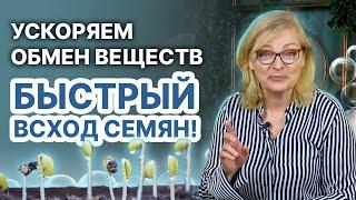 Как замачивать семена перед посадкой и как ускорить прорастание с перекисью водорода