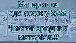 Материнки для сезону 2025 ‼️Виведення Маток‼️Чистопородний Матеріал‼️