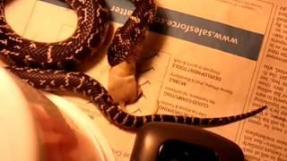 Florida Kingsnake Eats His Mouse