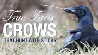 True Facts: Crows That Hunt With Sticks