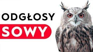 Sowa - odgłosy sowy