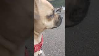 Sammie the dog.