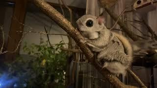 ДОМАШНЯЯ БЕЛКА ЛЕТЯГА - flying squirrel - momonga