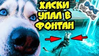 DOGVLOG: ХАСКИ УПАЛ В ФОНТАН! Говорящая собака