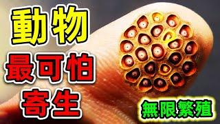 全世界最可怕的10種寄生生物！碰一碰就會長滿全身，第一名能無限繁殖，看見趕緊跑！|#世界之最top #世界之最 #出類拔萃 #腦洞大開 #top10 #最可怕昆蟲 #寄生蟲