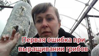 Первая Ошибка по Выращиванию Грибов Вешенки  / Подводим Итоги по Сбору Урожая Первой Волны