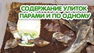 Содержание улиток ахатин парами и по одному. Уживаемость разных видов улиток