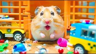 Hamster Escape the Pyramid Maze  An Epic Desert Adventure  Hamster Maze