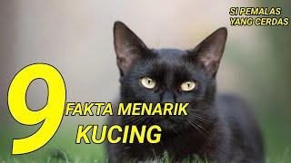 9 Fakta menarik tentang kucing || sipemalas yang cerdas‼️