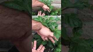 Identify and fix blossom end rot!  #gardening #tomato #farming #plants ￼