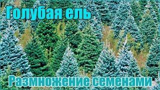 Голубая ель колючая - размножение семенами