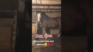 Ак бет ат кандай уруктан экен ээ #kyrgyzstan #horse #базар #лошади #озбекстан #казахстан