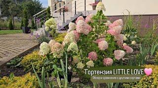 Гортензия LITTLE LOVE. Обзор и сравнение с Summer love, Little apple, BJ, PANdalus, Panflora.