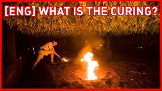 [ENG] #NET Juices: What is Tobacco Curing?