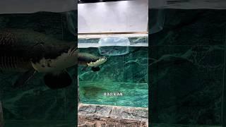 Arapaima ate a  big Cat fish. #short #shorts #arapaima #fish #fishing #monsterfish #ytshort