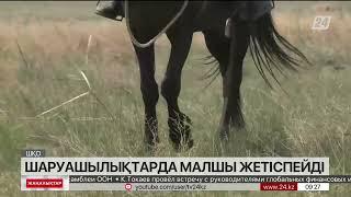 ШҚО шаруашылықтарында малшы жетіспейді