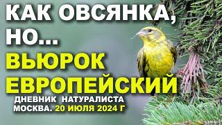 Канареечный вьюрок в Москве. 20 июля 2024 г.