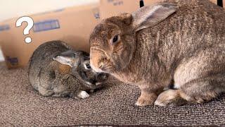 Rabbit's PUZZLING Behavior Leaves Boyfriend Confused!