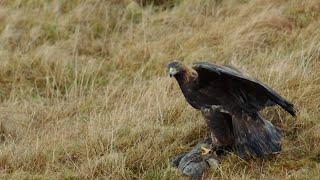 The Incredible Hunting Techniques of Eagles | Natural World: Super Powered Eagles | BBC Earth