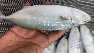 Frozen Fish Processing & Export | Bangra | Ayela | Indian Mackerel