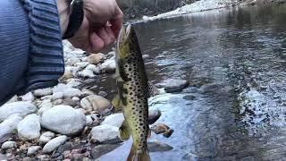 Trout in Bulgaria river