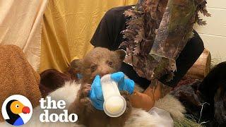 People Are Wearing Bear Costumes To Take Care Of Bear Cub | The Dodo