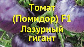 Томат обыкновенный Лазурный гигант. Краткий обзор, описание solanum lycopersicum Lazurnyj gigant