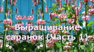 Выращивание саранок (Часть 1)