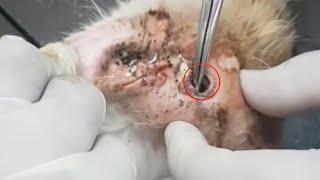 MASSIVE MAGGOTS REMOVAL FROM RESCUE CAT HEAD