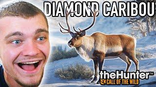 Hunting Down a Diamond Caribou!