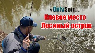 Форельевые безлимиты. Клевое место. Лосиный остров. #OnlySpin