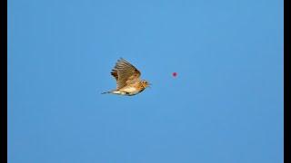 Hunting Skylark Using shotkam and Gemini Chokes - Caccia all'allodola - صيد مطوق  season 2022 part 3