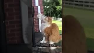 Funny cats#cat #pets #funny #fumnyvideos #forxi