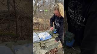 Tapping our backyard trees for maple syrup! #homestead #maplesyrup #homemade