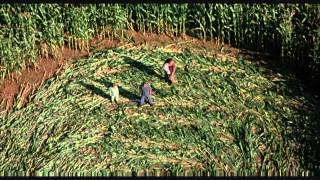 Formalist Cinema - Crop Circle Sequence from SIGNS [HD]