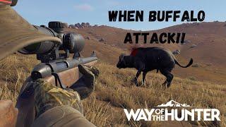 Hunting Cape buffalo In Multiplayer! | Way of the Hunter!