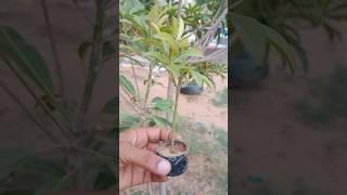 prepare a new plant #sapodilla #chiku #gardening #video