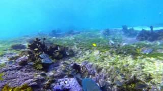 MEMENTO X GoPro // "Freediving - Sydney - Jimmy Memento