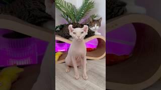 Гриша с Мятой любят мяту?! #котики